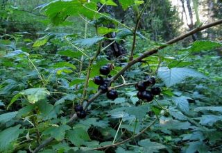 Combien d'années le cassis vit-il au même endroit, le moment de la fructification