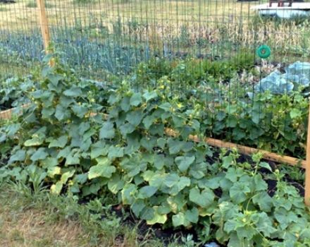 Les meilleures variétés de concombres en pleine terre dans la voie du milieu et le moment de leur plantation