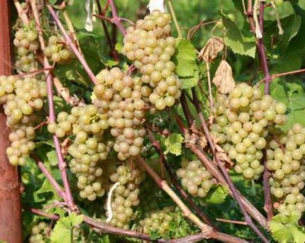 Description and history of Platovsky grapes, cultivation, rules for harvesting and storing crops