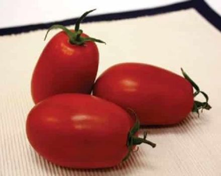 Description de la variété de tomate Marianna F1, ses caractéristiques et son rendement