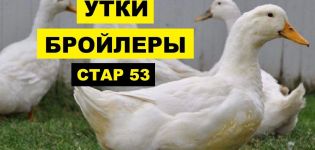 Description of ducks of the Star-53 breed, their rearing and feeding at home