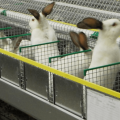 Is a rabbit breeding business profitable or not, pros and cons and how to organize