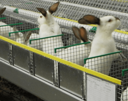 Is a rabbit breeding business profitable or not, pros and cons and how to organize