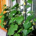 How to plant, pollinate and grow cucumbers on the balcony and windowsill