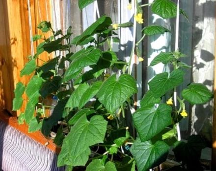 Comment planter, polliniser et faire pousser des concombres sur le balcon et le rebord de la fenêtre