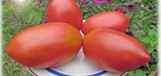 Description de la variété de tomate King Penguin, ses caractéristiques et sa productivité