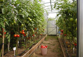 ¿Cuáles son las mejores variedades de tomate, productivas y resistentes a enfermedades para un invernadero?