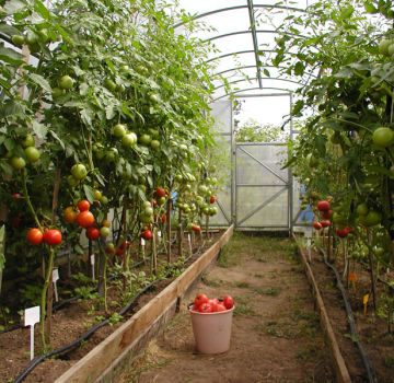 What are the best, productive and disease-resistant tomato varieties for a greenhouse