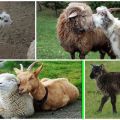 Description and characteristics of a hybrid of a goat and a sheep, features of the content