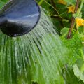 The better to feed cucumbers in the open field: the most effective fertilizers