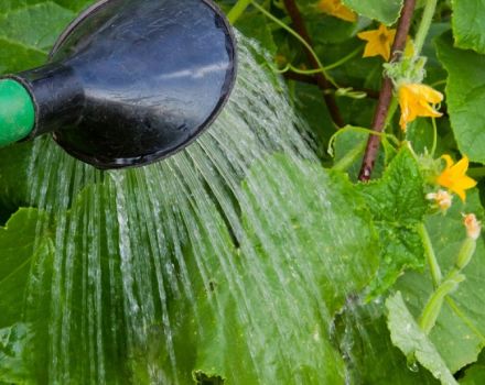 The better to feed cucumbers in the open field: the most effective fertilizers