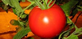 Description of the tomato variety Vasily, its characteristics and cultivation