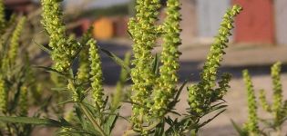 Langkah-langkah untuk kawalan ragweed berkesan dan penerangan mengenai racun herba terbaik terhadap rumpai