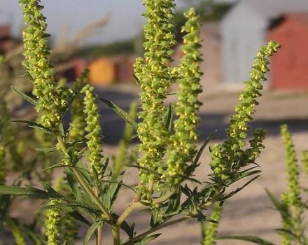 Mjere za učinkovitu suzbijanje ambarije i opisi najboljih herbicida protiv korova