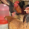 Types and requirements for drinking bowls for chickens, how to do it yourself