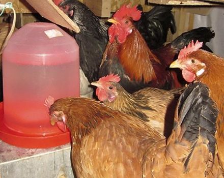 Types and requirements for drinking bowls for chickens, how to do it yourself