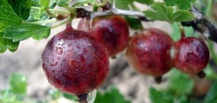 Description and characteristics of the consul gooseberry variety, cultivation and care