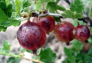 Descripción y características de la variedad, cultivo y cuidado de la grosella espinosa cónsul.