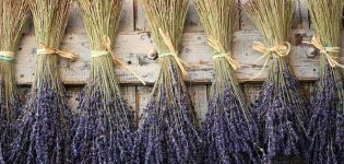 ¿Cómo se puede secar la lavanda en casa, el momento de la recolección y la preparación?