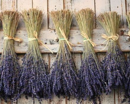 ¿Cómo se puede secar la lavanda en casa, el momento de la recolección y la preparación?