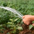 How often and correctly to water the pumpkin in the open field and is it necessary?