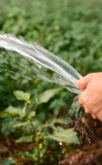 How often and correctly to water the pumpkin in the open field and is it necessary?