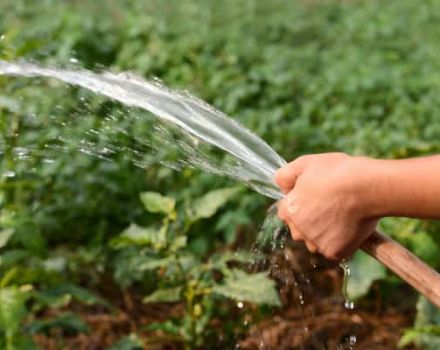 How often and correctly to water the pumpkin in the open field and is it necessary?