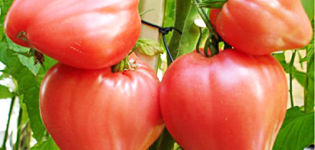 Productivity, characteristics and description of the Bull's Heart tomato variety