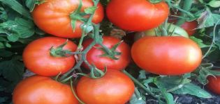 Caractéristiques et description des variétés de tomates Serveur F1