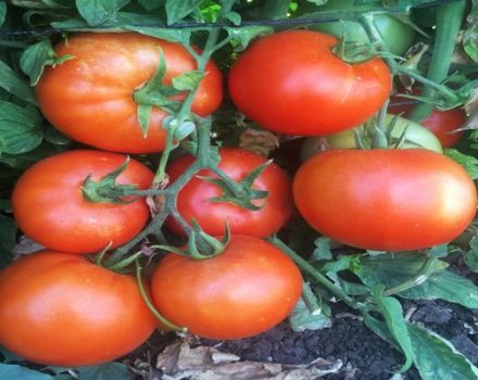 Caractéristiques et description de la variété de tomate Serveur F1