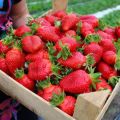 Description and characteristics of Elizaveta strawberries, planting and care