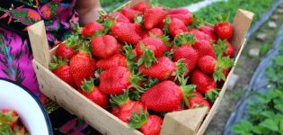 Descripción y características de las fresas Elizaveta, plantación y cuidado.