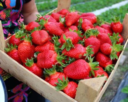 Description and characteristics of Elizaveta strawberries, planting and care