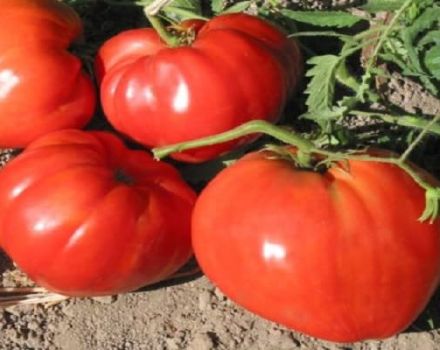 Penerangan mengenai pelbagai variasi tomato Novosibirsk, ciri penanaman dan penjagaan