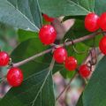 TOP 10 recipes that can be made from red bird cherry for the winter, freezing methods