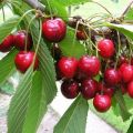 Las mejores variedades de cerezas para cultivar en la región de Moscú, plantar y cuidar.