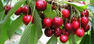 Las mejores variedades de cerezas para cultivar en la región de Moscú, plantar y cuidar.