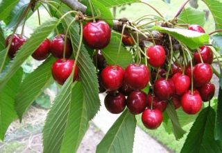 Las mejores variedades de cerezas para cultivar en la región de Moscú, plantar y cuidar.