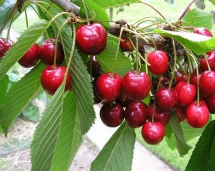 Les meilleures variétés de cerises pour la culture dans la région de Moscou, la plantation et les soins