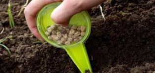 How and when to sow, grow and care for coriander before winter