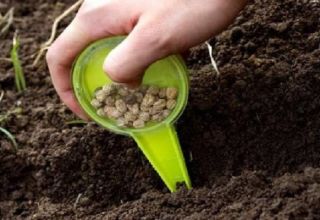 Cómo y cuándo sembrar, cultivar y cuidar el cilantro antes del invierno.