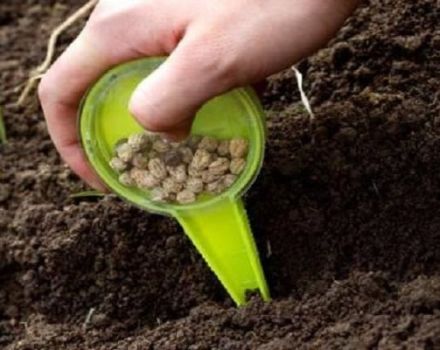 Cómo y cuándo sembrar, cultivar y cuidar el cilantro antes del invierno.