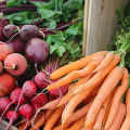 Est-il possible de planter des betteraves ou de l'aneth et des carottes dans le même jardin