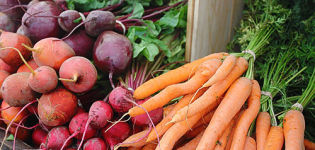 Est-il possible de planter des betteraves ou de l'aneth et des carottes dans le même jardin