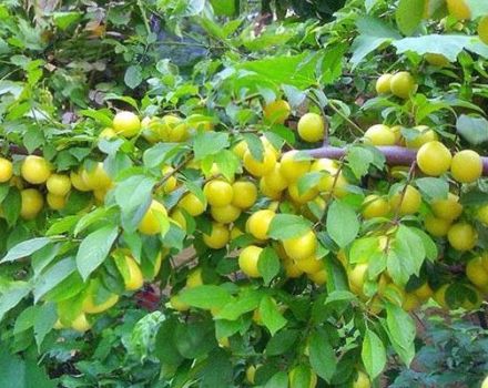 Descripción y características de la variedad, cultivo y cuidado de ciruela cereza Tsarskaya.