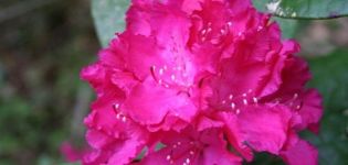 Description of the Helliki rhododendron variety, care and cultivation of a flower