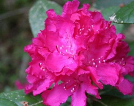 Description de la variété de rhododendrons Helikiki, entretien et culture d'une fleur