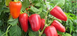 Ültetés és gondozás a paprika palántákból az Urálban üvegházban és nyílt területen