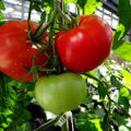 Caractéristiques et description de la variété de tomate Volgogradsky à maturation précoce 323, son rendement