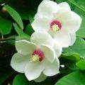 Planting and caring for magnolia in the open field, breeding methods